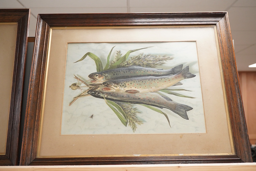 Late 19th century, Studies of fish, pair of embossed chromolithographs, each 26 x 35cm